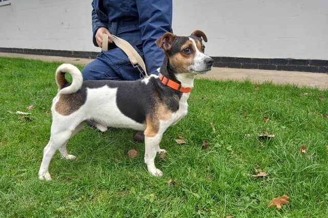 All of these animals are up for adoption.