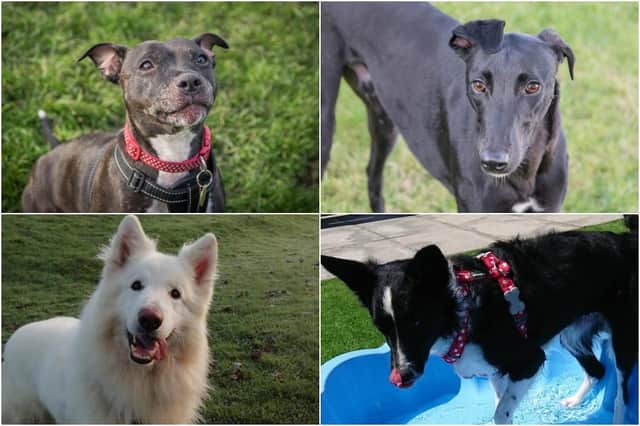 Could you provide a forever home for one of these lovely pups?