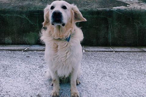 Bagel enjoying the great outdoors. Picture: Tiegan King