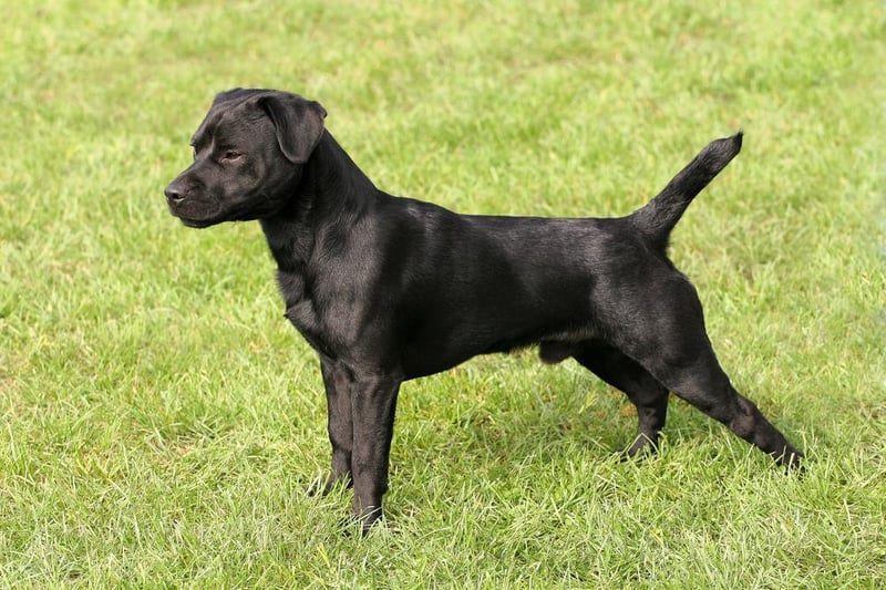 Finally, Patterdale terriers were reported stolen 41 times, of which 27 involved purebreds and four crossbreds.