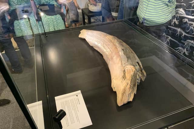 Mammoth tusk. This will have belonged to a mammoth that once roamed what would eventually become Yorkshire.