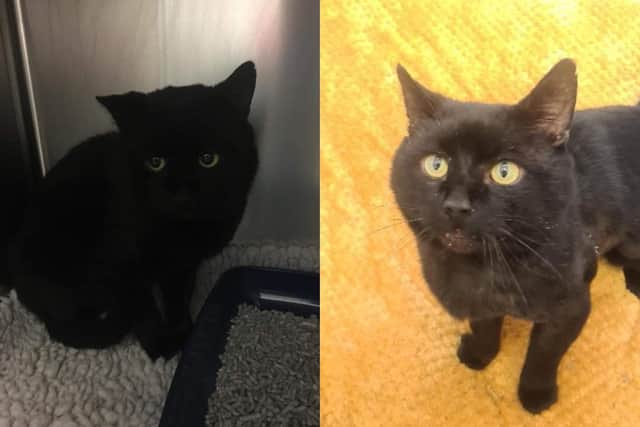 RSPCA Sheffield says Little Rob, otherwise known as 'Frankenstein's cat', is looking for a home this Halloween.