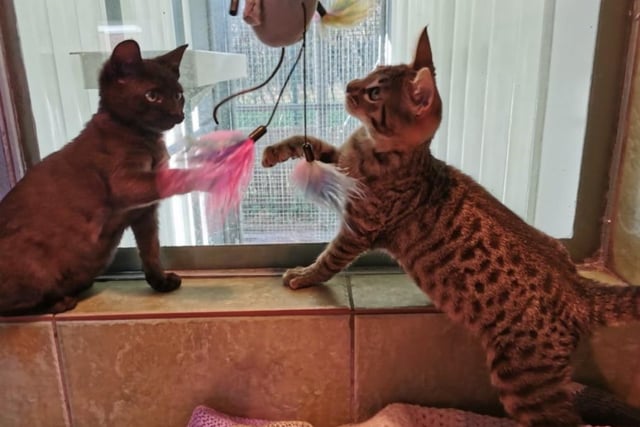A pair of 17 week old females, Athena and Artemis are endlessly curious and will keep you on your toes (in a good way, of course). They're very friendly and could adapt to almost any loving home.