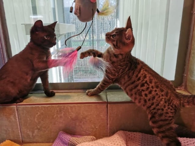 A pair of 17 week old females, Athena and Artemis are endlessly curious and will keep you on your toes (in a good way, of course). They're very friendly and could adapt to almost any loving home.