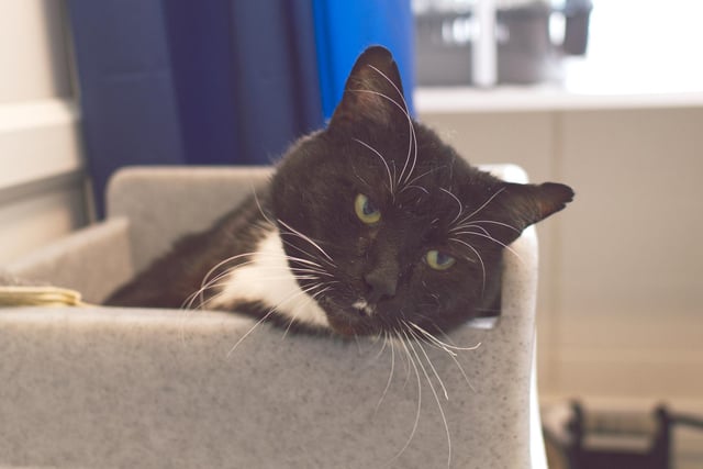 Blake - a shy 6 year old who is looking for a quiet home as an indoor cat and can allow him time and patience to grow in confidence.