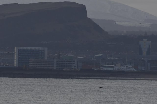 The whale has drawn watchers from both sides of the Forth