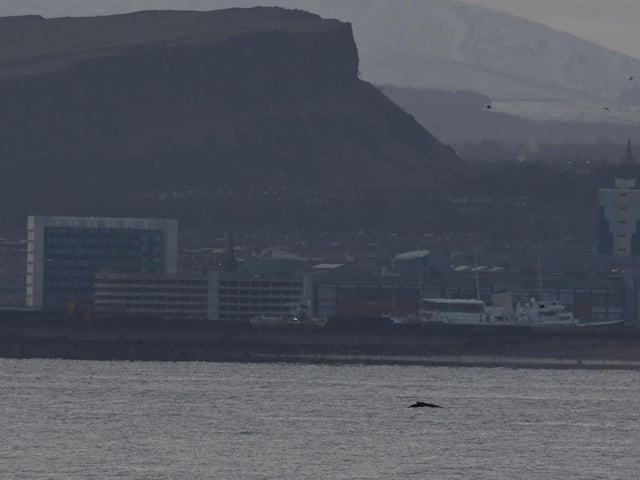 The whale has drawn watchers from both sides of the Forth