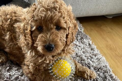 Maya, a goldendoodle, has been keeping Rachel Alexander company during lockdown