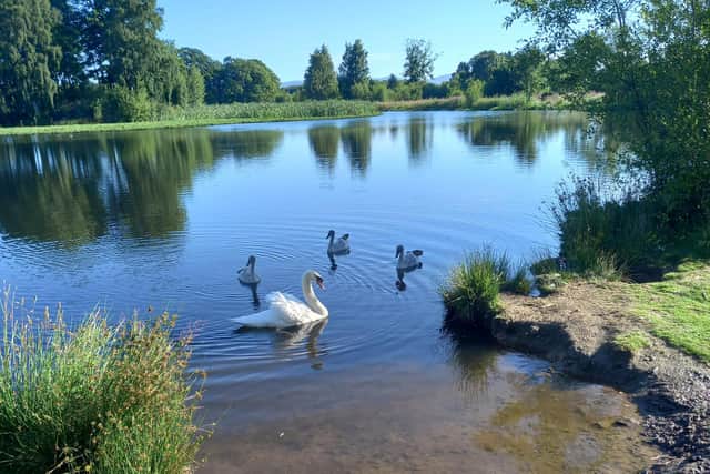 Sygnets on Larbert Pond (Pic: James Ellis)