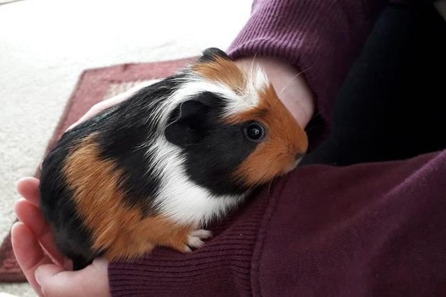 Pop Tart, the baby guinea pig has been welcomed in to the home of Jill Middleton.