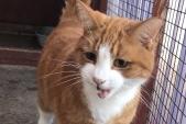 11 year old male Charlie can be very affectionate although he is still nervous. He has lived with children in the past but because he can be a little unpredictable, he can’t go home with a child under eight.
