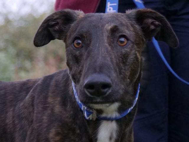 Could you rehome handsome Rocky?