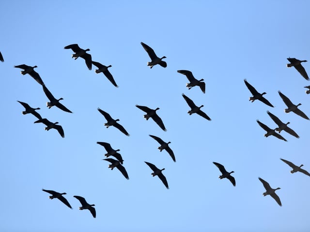 Pink-footed geese gather at Montrose Basin.