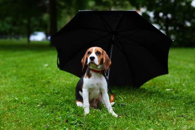 Beagle dog