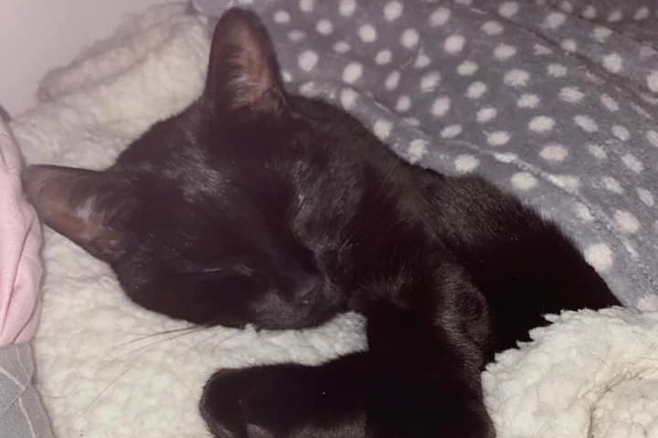 Ashleigh Hamilton's cat Rees loves being tucked up in bed. Ashleigh said: "She gets me to put her blanket on top of her most nights before we go to sleep."