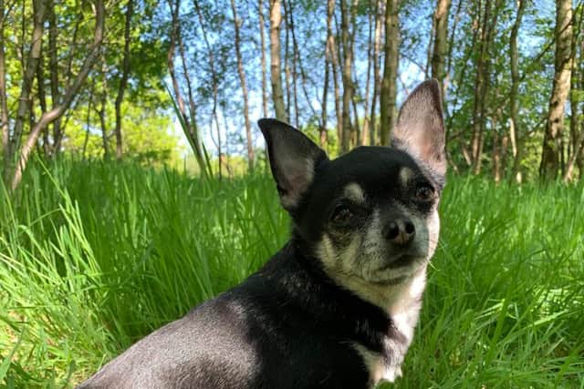 Booboo is a chihuahua mix, aged 10