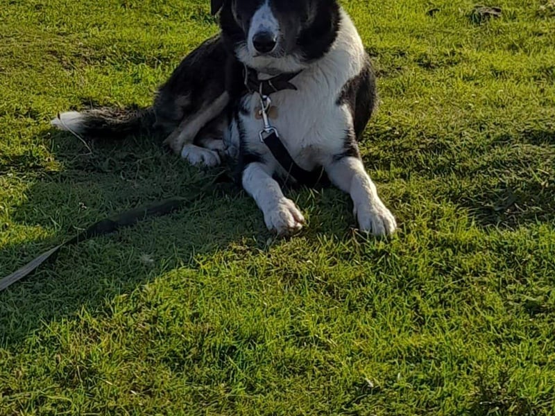 This is Ollie, owned by Ali Catley.