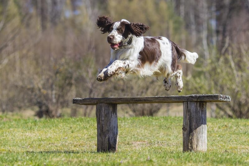The English Springer Spaniel is the seventh most popular pooch in the North East. Image: Shutterstock