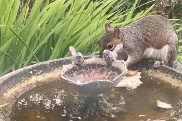 A visiting squirrel stops for a drink of water.