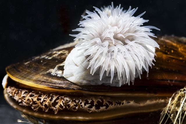 Sea Anemone on Mussel by John Scholey