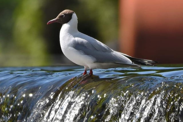 Black headed gull at the weir in Sprotborough