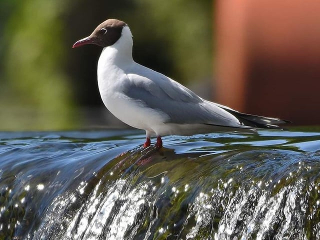 Black headed gull at the weir in Sprotborough