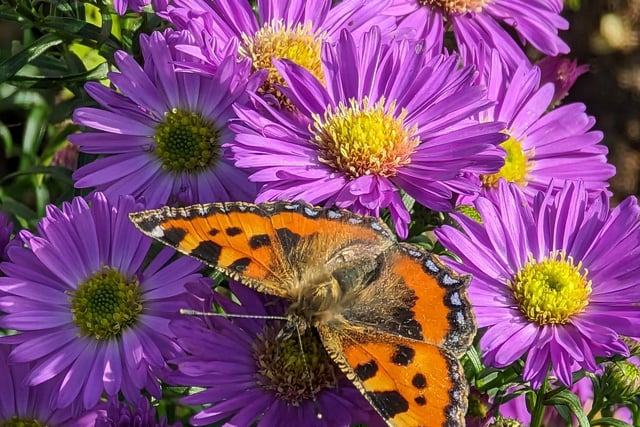Small tortoiseshell butterfly on Michaelmas daisies by Roger Hart