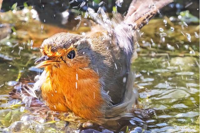 Robin having a bath in a garden pond.