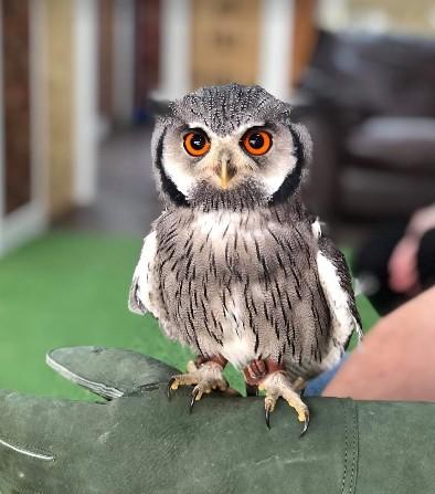 The Reptile Rendezvous & Furry Friends uniquely offer on site animal encounters on a pre booked basis only. You can look forward to getting up close with skunks, meerkats, armadillo, owls and many more.