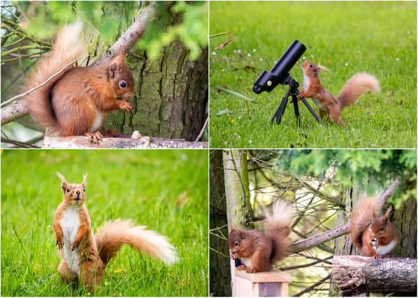 Photographer Ian Glendinning has shared some fantastic images with us after getting to know two families of red squirrels.