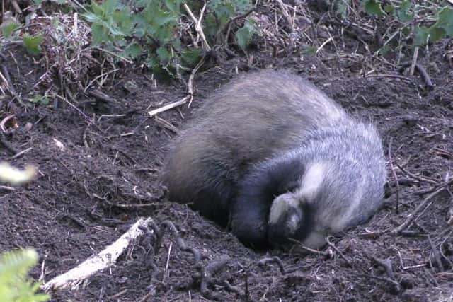 Footage shows a badger caught in a snare on the Moscar Estate.