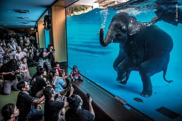 Adam Oswell (Australia) draws attention to zoo visitors watching a young elephant perform under water. Although this performance was promoted as educational and as exercise for the elephants, Adam was disturbed by this scene. Organisations concerned with the welfare of captive elephants view performances like these as exploitative because they encourage unnatural behaviour.