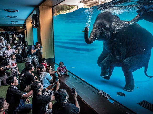 Adam Oswell (Australia) draws attention to zoo visitors watching a young elephant perform under water. Although this performance was promoted as educational and as exercise for the elephants, Adam was disturbed by this scene. Organisations concerned with the welfare of captive elephants view performances like these as exploitative because they encourage unnatural behaviour.