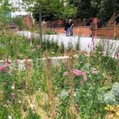 Urban biodiversity Project in Sheffield Grey to Green
