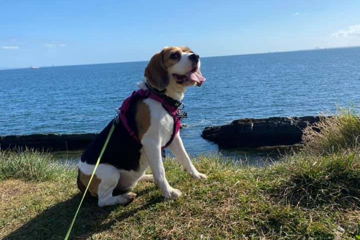 Simon Page hit the Fife Coastal Path with his family and their pet beagle.
