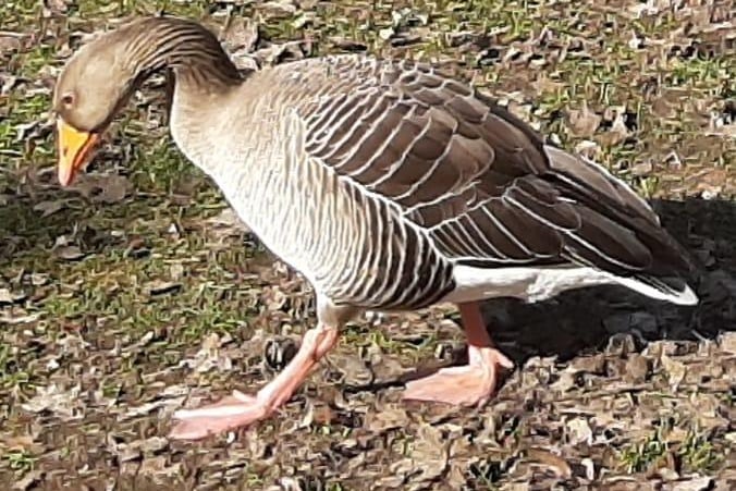 Irene Watson said that this goose was sad because she didn't have any food to give it.