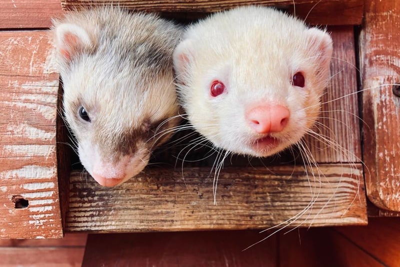 Say hello to Charlie and Yogi! Since arriving at Stubbington Ark they have bonded together and are now the best of friends. So they are looking for a home together! Their new home will need to be a minimum of 6ft square outdoor pen.