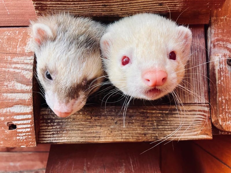 Say hello to Charlie and Yogi! Since arriving at Stubbington Ark they have bonded together and are now the best of friends. So they are looking for a home together! Their new home will need to be a minimum of 6ft square outdoor pen.