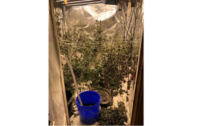 Police found this four-plant cannabis operation during a routine call to a man's flat in Sheffield