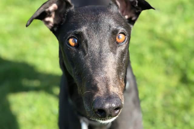 Jai is a black male Greyhound who is three years, and 10-months-old, and is described as being ‘lovely’ and ‘chilled out’.