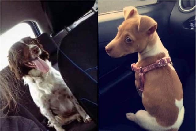 Spring Spaniel Fern (pictured left) and Jack Russell Milly (right) were stolen from Darnall on Saturday. Milly is older than in the picture but it is the most recent the family have.