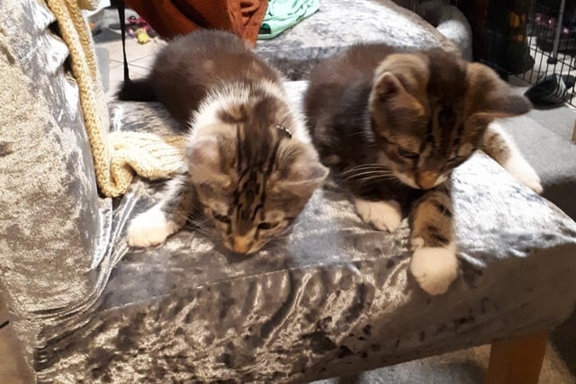 This feline duo are called Otis and Casper. Shared by Kerrye Garnett.