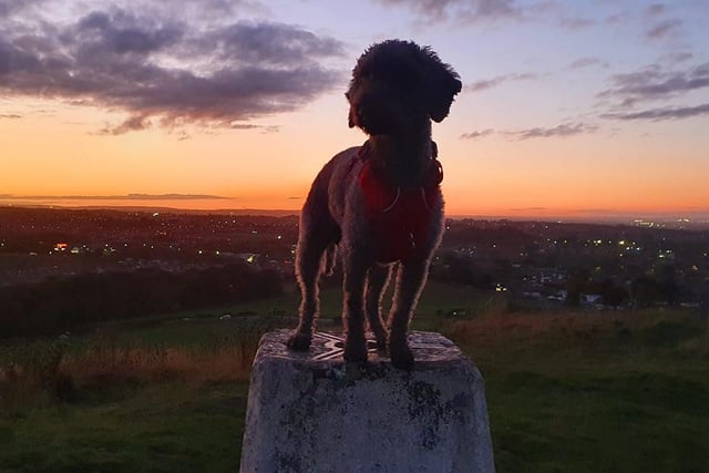 Molly enjoys the view at Tunstall Hill.