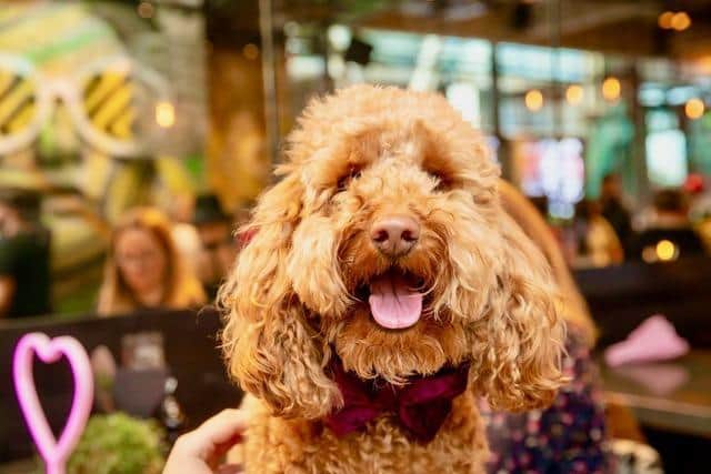POP+BARK's Cockapoo Cafe is coming to Sheffield. The couple behind the venture recently appear on the BBC's Dragons' Den.