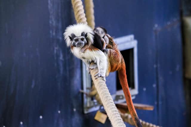 Cotton-Top Tamarin Monkeys are the smallest primate in the world and, numbering just 6,000 in the world, are critically endangered.