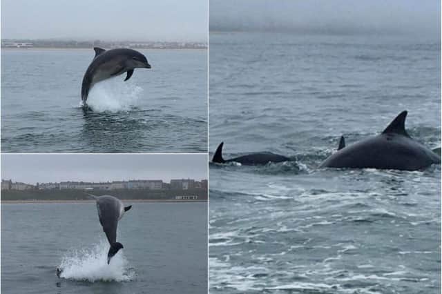 The dolphins in action in Sunderland this week.