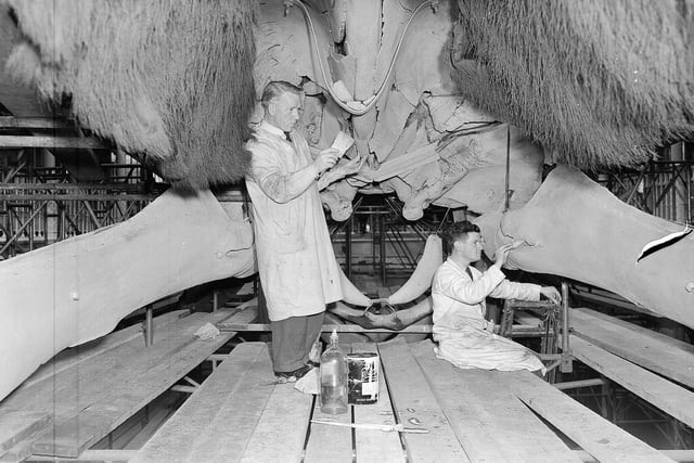 The National Museum of Scotland's whale skeleton being cleaned by Mr W Stirling and Mr S Gonigal in April 1960.