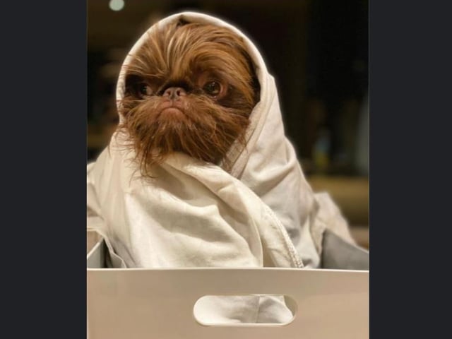 Proshka, who looks like Gizmo from Gremlins, now has a world wide following on the back of pictures posted on social media by his owner. Pictures: Stefani Doherty / https://www.instagram.com/griffy.girl/