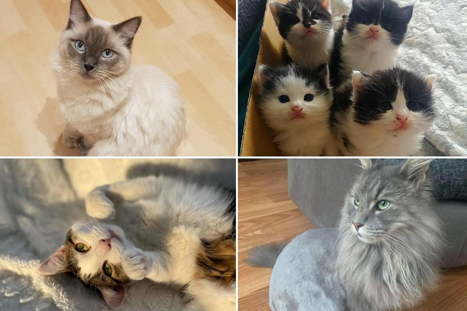 Click through this article to see adorable photos of cats.