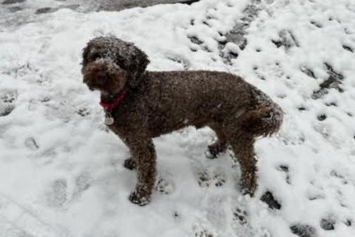 This happy Cockapoo, Kipper, is cock-a-hoop as he leaves his paw prints in the snow.